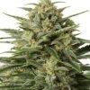 Auto White Widow feminised