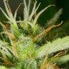 Auto White Widow feminised - Зображення 3