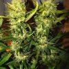 Auto OG Kush feminised