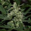 Auto OG Kush feminised - Зображення 2
