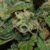 Auto OG Kush feminised - Зображення 3